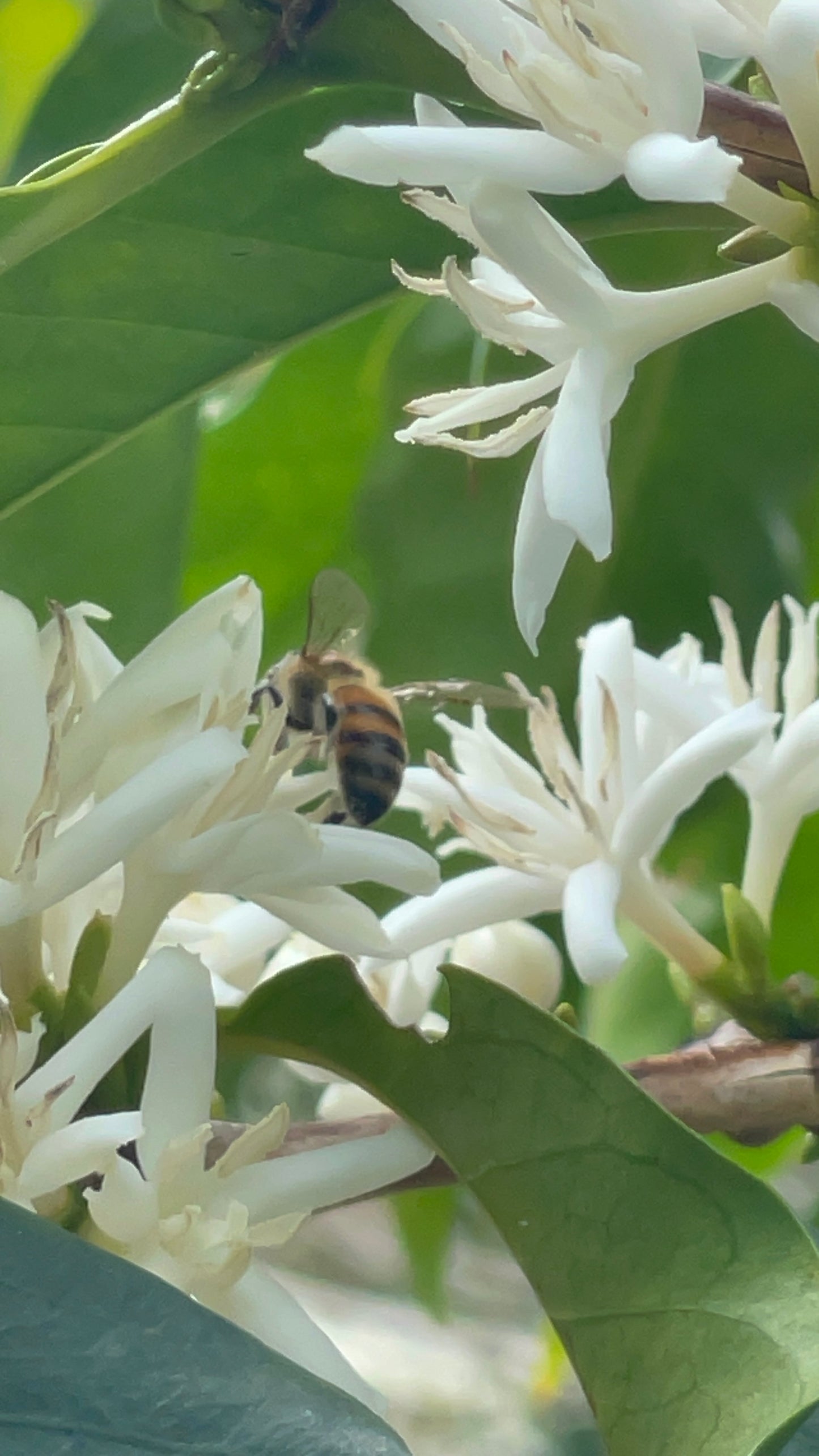 Catuai — Tarrazú, Costa Rica